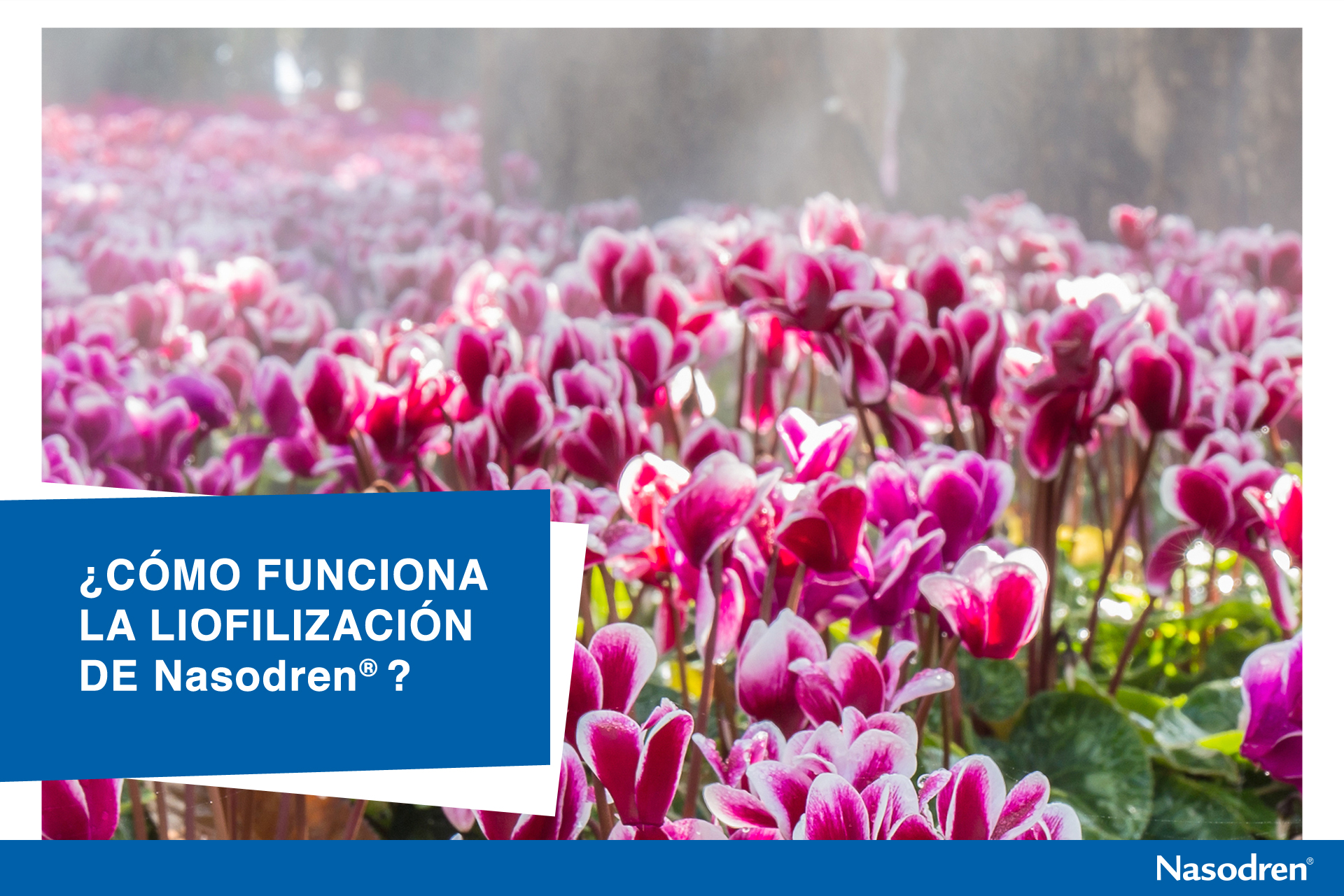 Nasodren es un extracto liofilizado de cyclamen europeaum