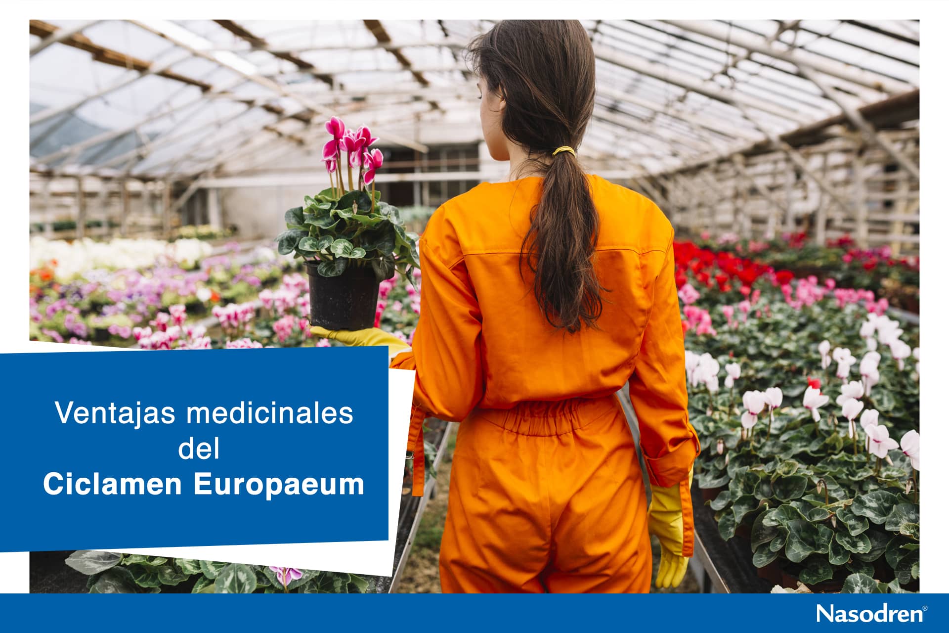 cultivo de ciclamen europaeum para uso medicinal