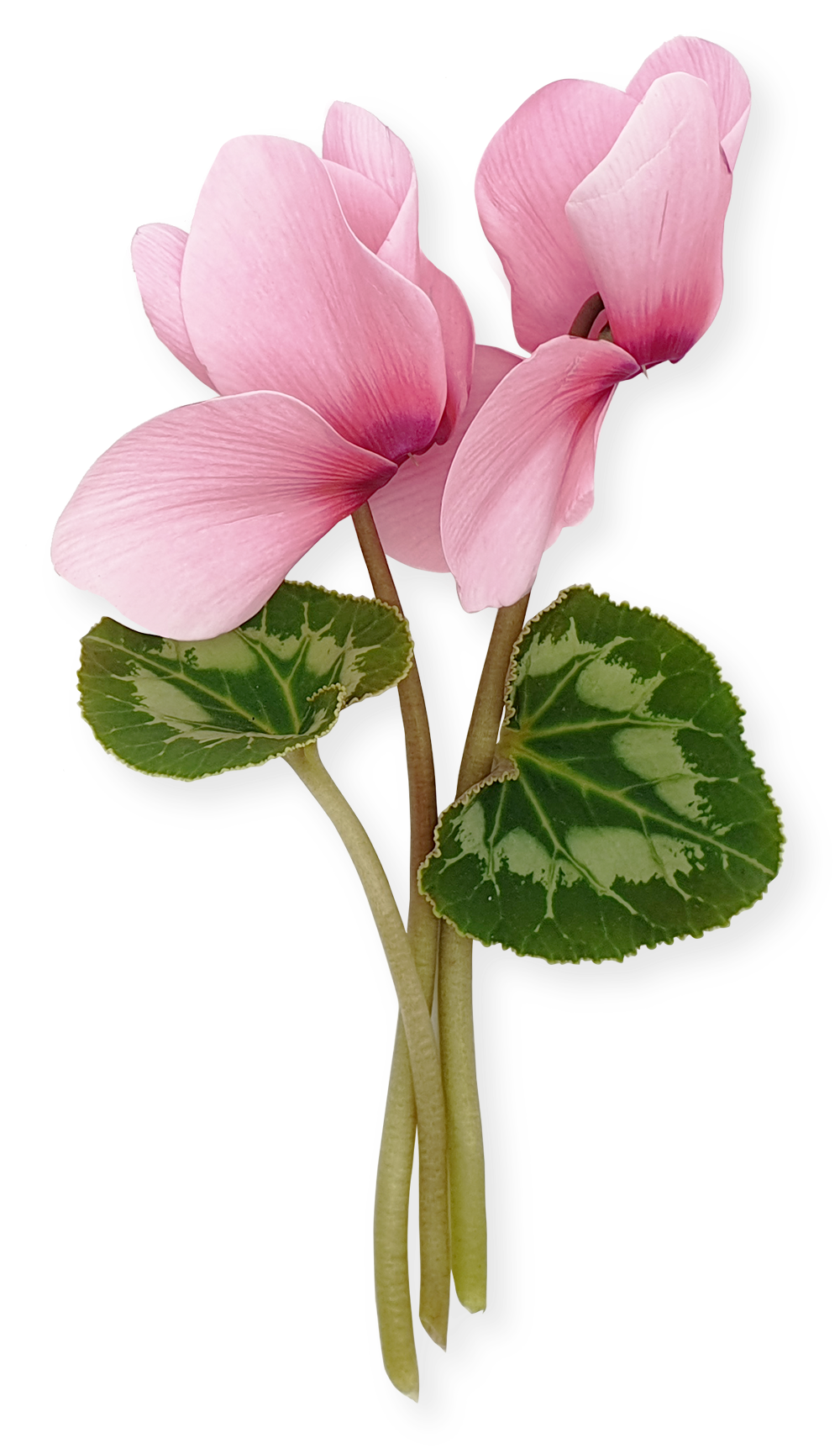Cyclamen Nasodren