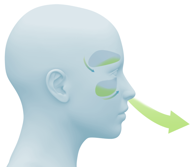 Mecanismo de accion - Nasodren