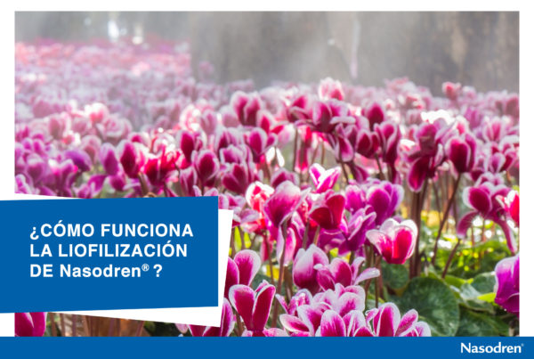 Nasodren es un extracto liofilizado de cyclamen europeaum